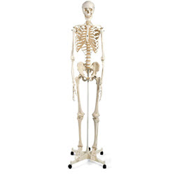 Standard Skeleton on Stand